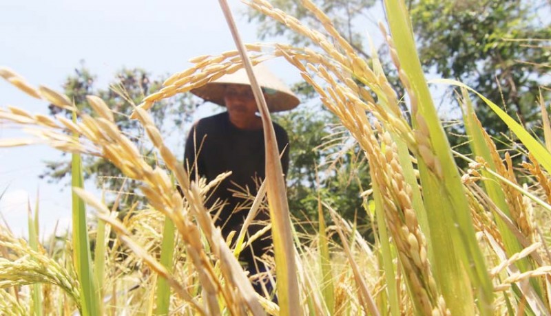 Soroti Isu Ketahanan Pangan, MUI dan Kementerian Pertanian Gelar Seminar